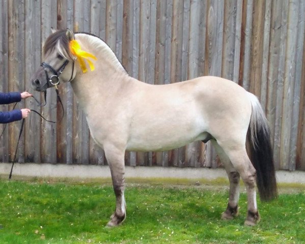 stallion Danilo (Fjord Horse, 2017, from Darion)