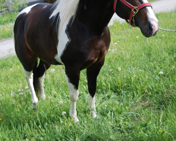 Pferd Mr Dual Delta (Paint Horse, 2007)