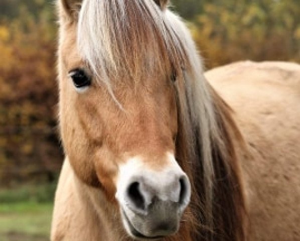 horse Gwenja (Fjord Horse, 2007, from Jannik Gærum)