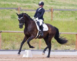 dressage horse Dan Tino (Oldenburg, 2014, from Dante Weltino Old)