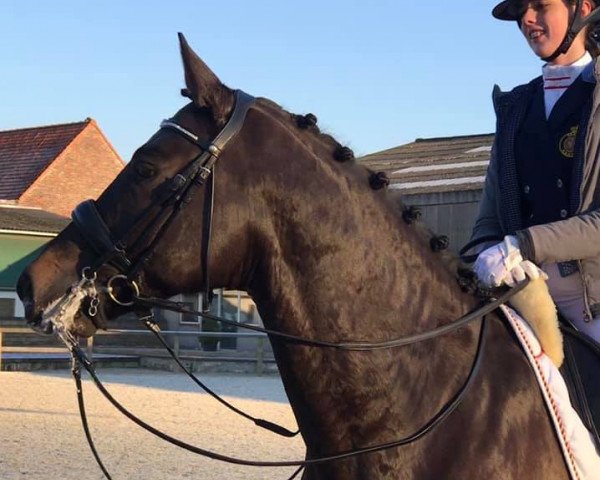 stallion Sir Santinos (Oldenburg, 2014, from Sir Donnerhall I)