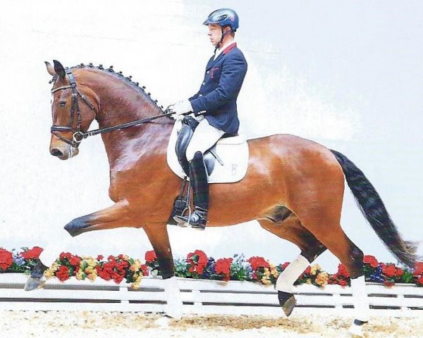 dressage horse Candoit's Boston Strong OLD (Oldenburg, 2010, from Bordeaux 28)