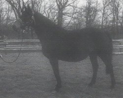 broodmare Gonzaline (Hanoverian, 1975, from Gotthard)