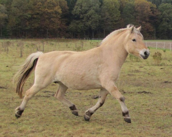 broodmare Solveigh (Fjord Horse, 1995, from Ingmar)