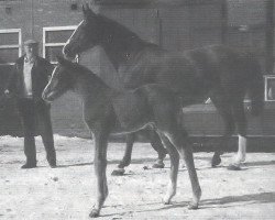 broodmare Furore (Hanoverian, 1982, from Furioso II)