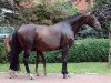 broodmare Colima (Oldenburg, 2011, from Sir Donnerhall I)