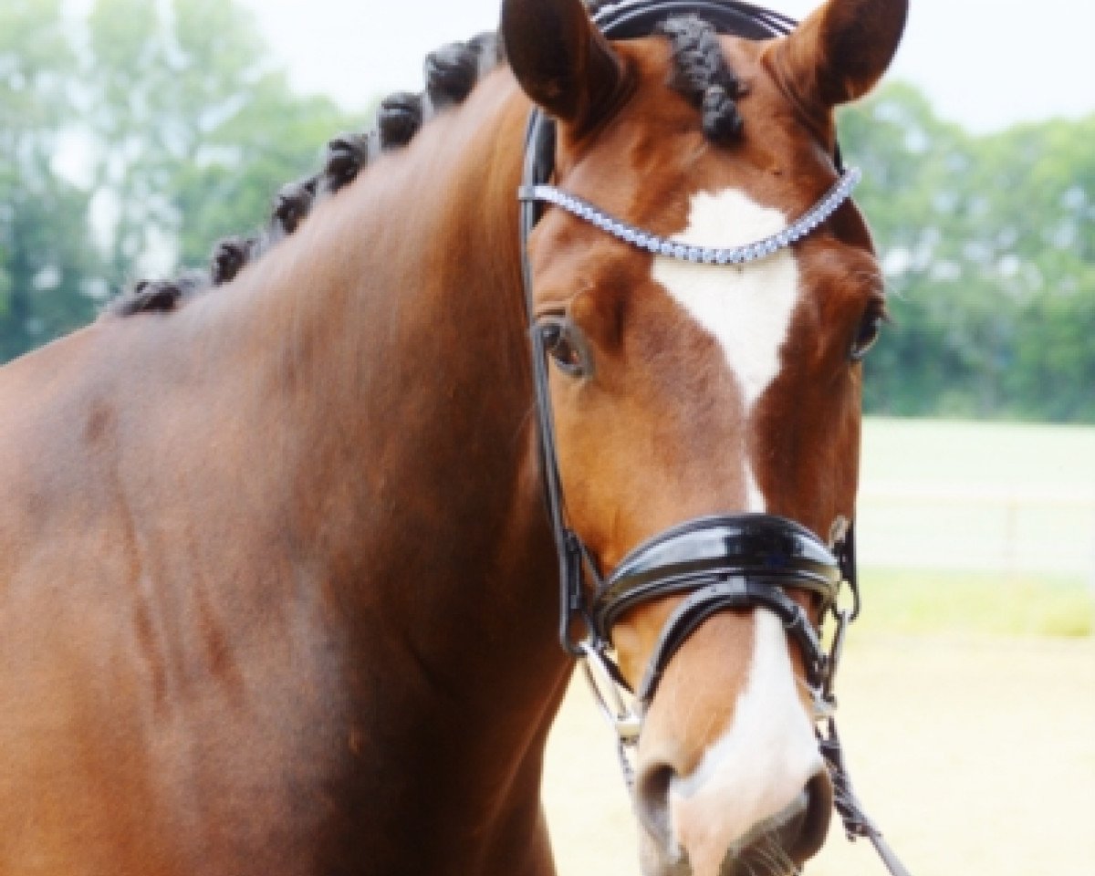 dressage horse For Me 37 (Hanoverian, 2015, from Fürstenball)