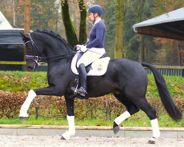 stallion Celencio (Oldenburg, 2012, from Cennin)