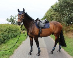 jumper Champagne 34 (KWPN (Royal Dutch Sporthorse), 2007, from Rubert R)