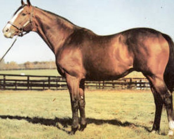 stallion Lt. Stevens xx (Thoroughbred, 1961, from Nantallah xx)