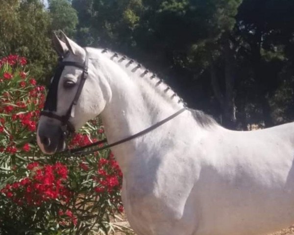horse MACHAQITO, (Pura Raza Espanola (PRE),  )