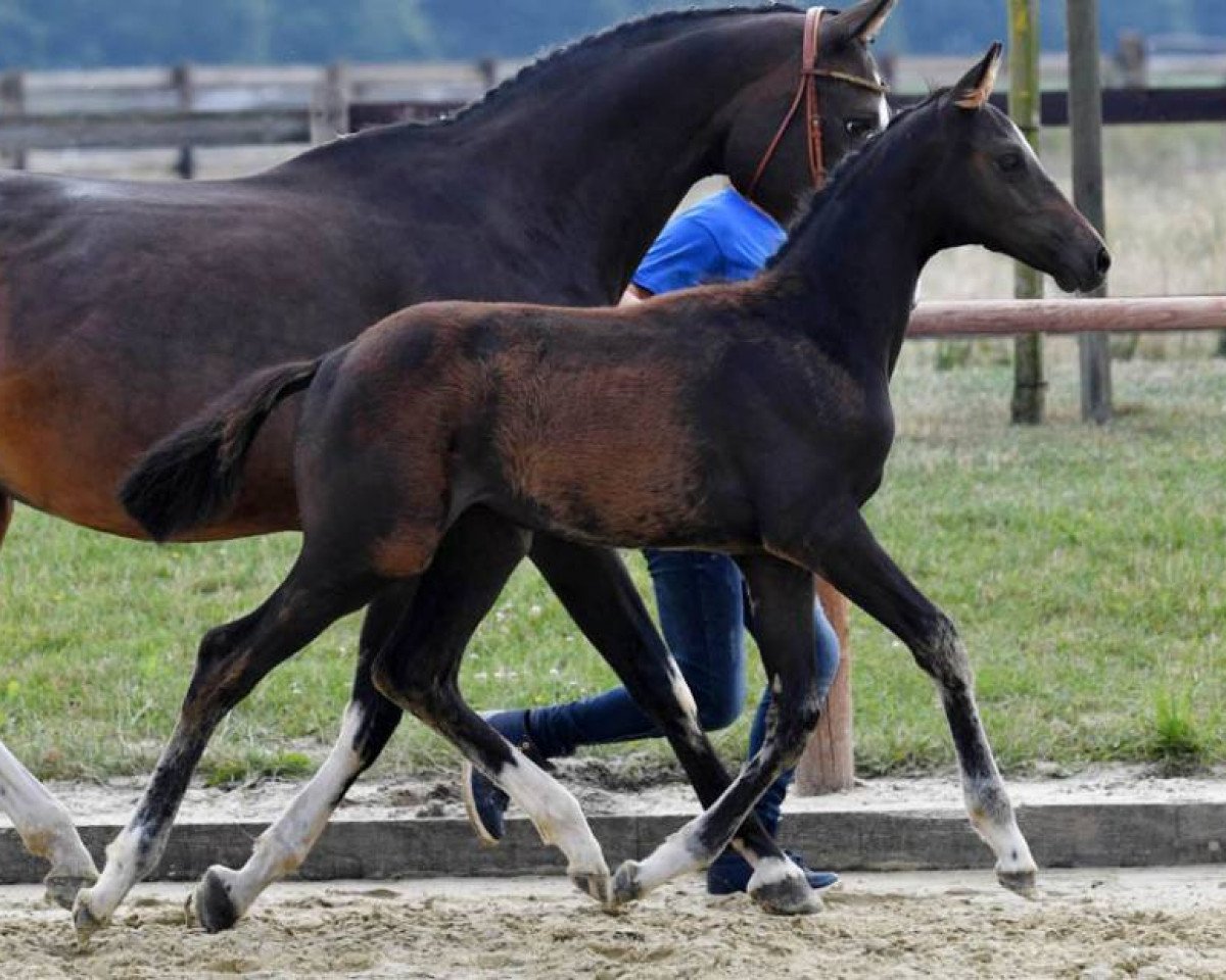 Springpferd Domiziana del Zietlitz Z (Zangersheide Reitpferd, 2017, von Dominator 2000 Z)