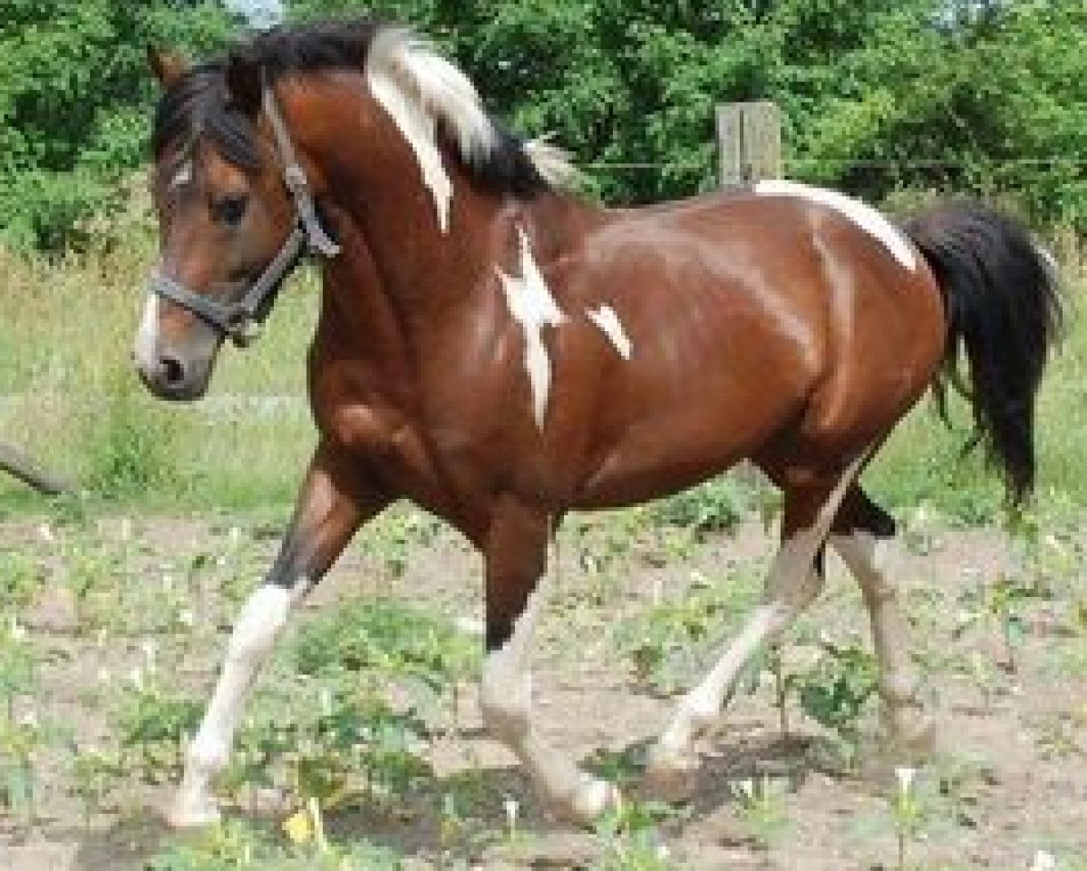 stallion Smaragd (Lewitzer, 2007, from Shawan)