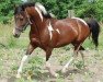 stallion Smaragd (Lewitzer, 2007, from Shawan)