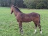 dressage horse Hengst von Zoom / Cavallieri xx (Rhinelander, 2019, from Zoom 8)