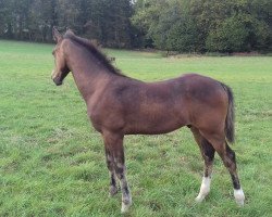 dressage horse Hengst von Zoom / Cavallieri xx (Rhinelander, 2019, from Zoom)