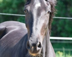 broodmare So Beautiful (Oldenburg, 2016, from Sezuan)