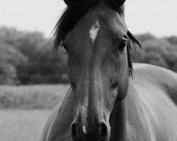 Zuchtstute Emke L (KWPN (Niederländisches Warmblut), 2009, von Lord Z)