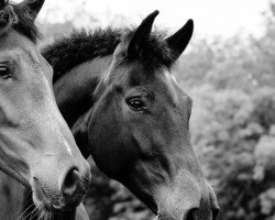 broodmare Jazz Jolie (Oldenburg, 2005, from Jazz Time)