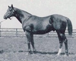 horse Sarazen xx (Thoroughbred, 1921, from High Time xx)