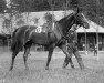 broodmare Artful xx (Thoroughbred, 1902, from Hamburg xx)