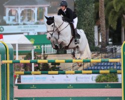 jumper Dazzle White (KWPN (Royal Dutch Sporthorse), 2008, from Calvino Z)