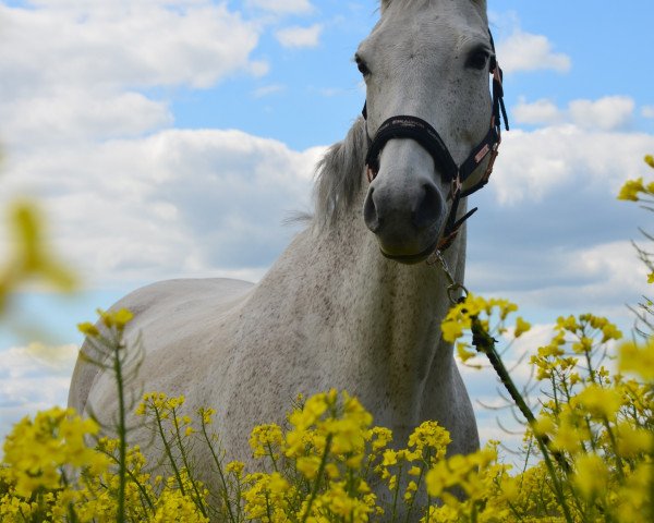 Springpferd Con Chica 2 (Deutsches Reitpferd, 2008, von Con Sherry)