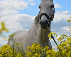 jumper Con Chica 2 (German Warmblood, 2008, from Con Sherry)