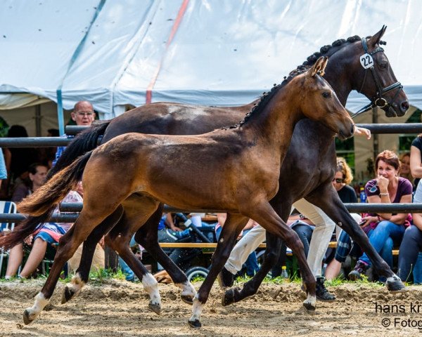 Dressurpferd Moarhof's Vranz (Österreichisches Warmblut, 2019, von Vitalis)