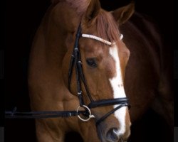 dressage horse Floristano (Hanoverian, 2011, from Fuechtels Floriscount OLD)