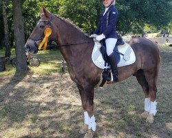 dressage horse Caletto 36 (unknown, 1992, from Bijou II)