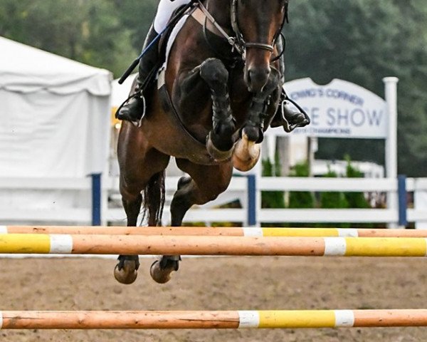 jumper El Cuador (Hanoverian, 2007, from Escudo I)