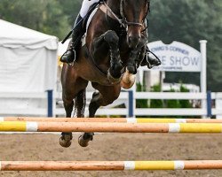 jumper El Cuador (Hanoverian, 2007, from Escudo I)