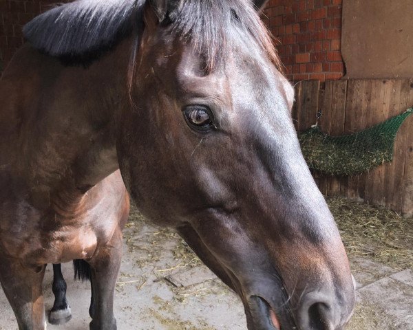 jumper Carella 6 (Belgian Warmblood, 2008, from Cevin Costner)