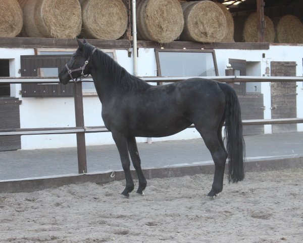 broodmare Royal Darkness (Hanoverian, 2014, from Rotspon)