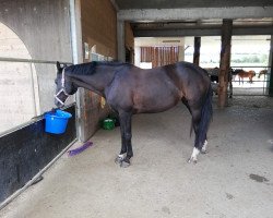 broodmare Bella Marie (Oldenburg, 2005, from Wind Dancer)