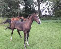 dressage horse Spirit (Holsteiner, 2019, from Secret)