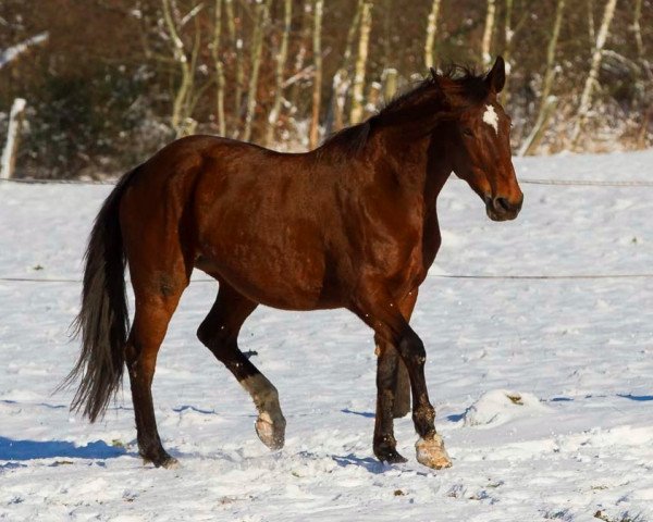 broodmare Amber (Hessian Warmblood, 1999, from Accept)