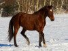 broodmare Amber (Hessian Warmblood, 1999, from Accept)