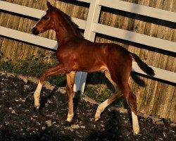 Zuchtstute Diamond Fashion ANW (Österreichisches Warmblut, 2019, von Diamond First)