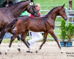 dressage horse Charly Brown (Austrian Warmblood, 2018, from Christ)