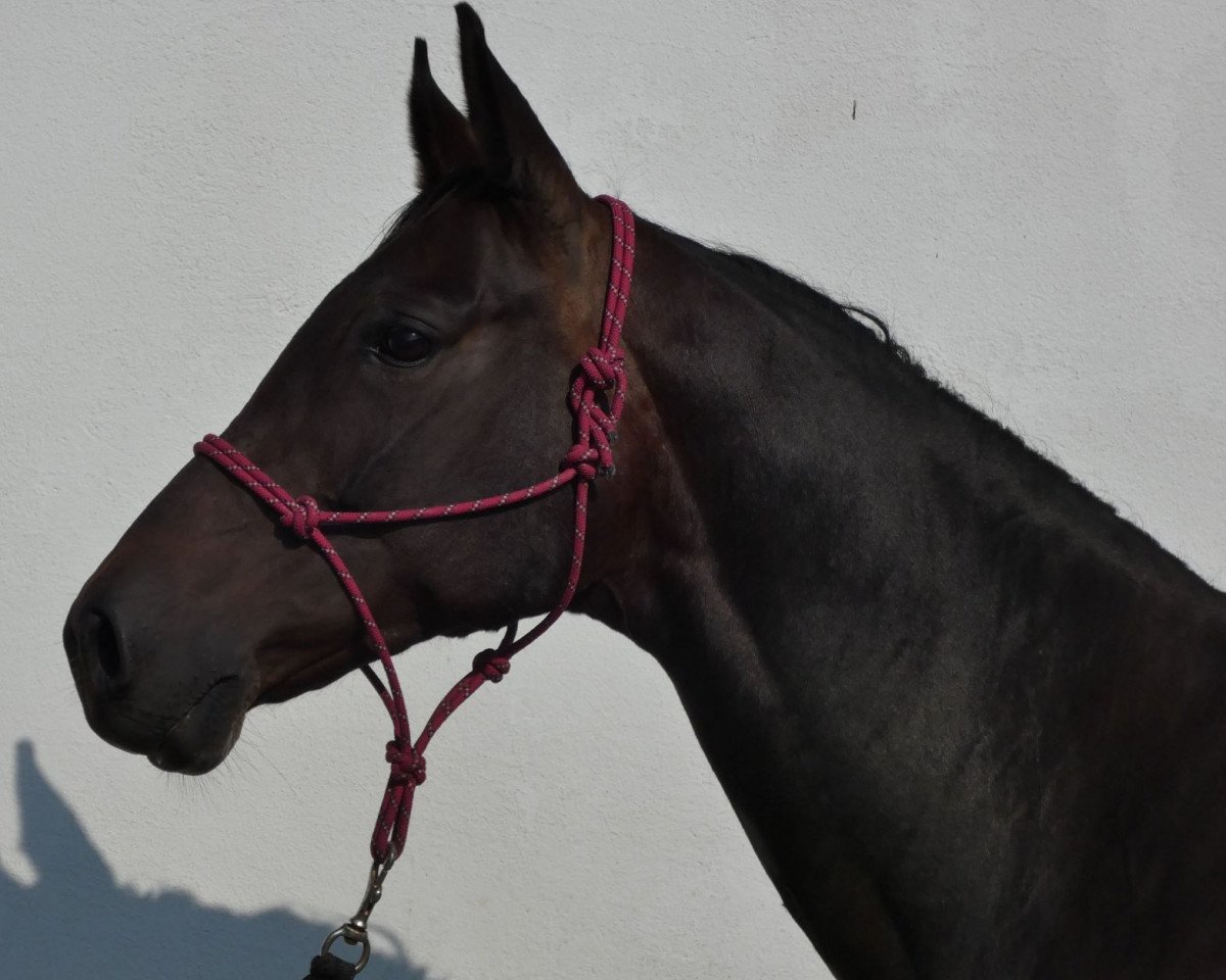 Pferd Tess (Trakehner, 2012, von Perechlest)