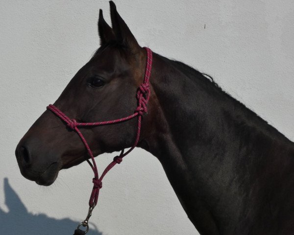 horse Tess (Trakehner, 2012, from Perechlest)