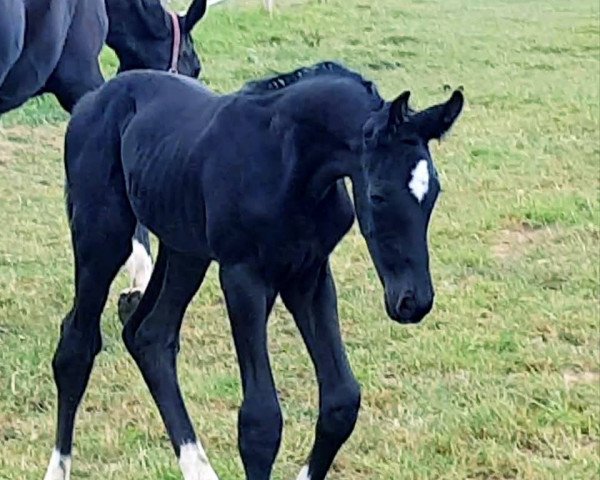 Dressurpferd Calimero Noir (Oldenburger,  , von Christ)