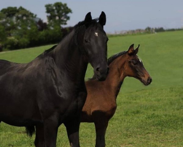 Zuchtstute Wansuela (Österreichisches Warmblut, 2003, von Likoto xx)