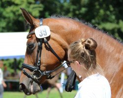 broodmare Premiere 31 (Trakehner, 2007, from Heops)