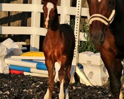 broodmare Franka (Oldenburg, 2001, from Harvard)