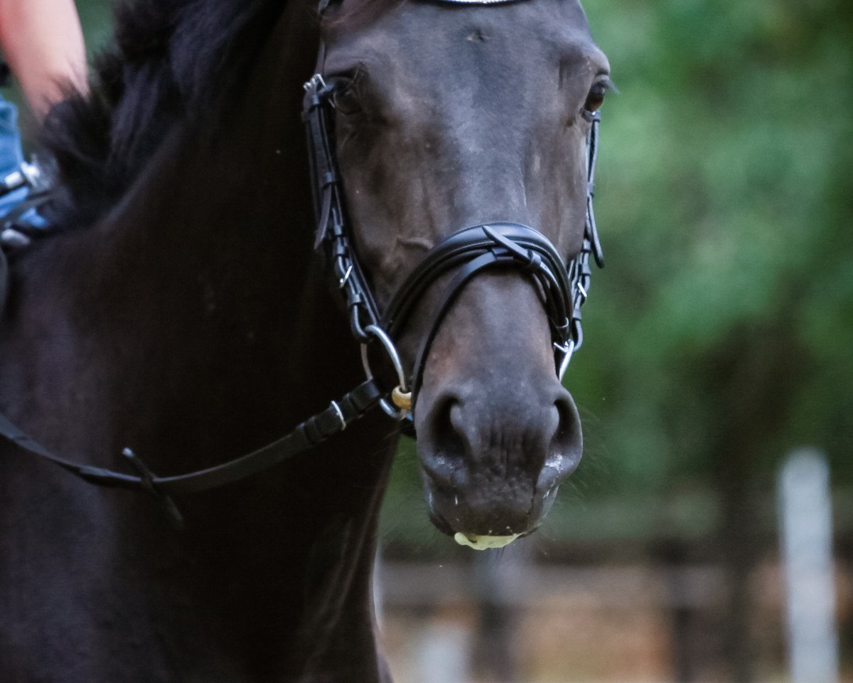 dressage horse Django´s Candy (Oldenburg, 2015, from For Romance I)