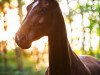 dressage horse Suela 4 (Hanoverian, 2012, from Swarovski)