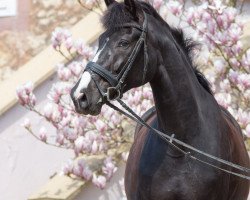 broodmare Jazz Joel (Oldenburg, 2009, from Desperados FRH)